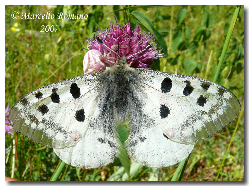 Parnassius apollo, ovvero: l''apparenza inganna!